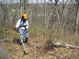 Débroussaillage forestier